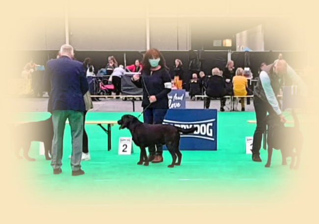 45. Internation Dog show Maastricht